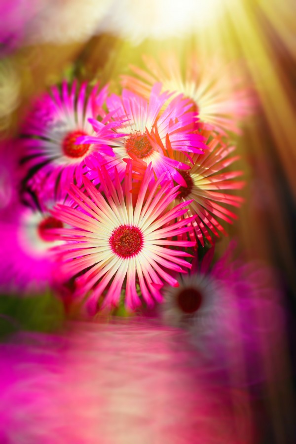 Sun worshippers pink by Dagmar Marina